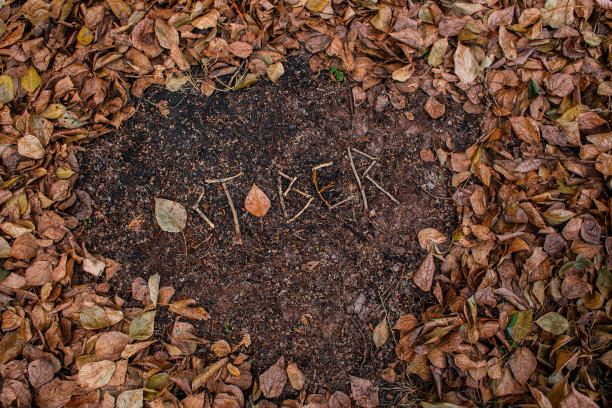 “十月”这个词是用干树叶写出来的。秋天,10月。日历图片下载