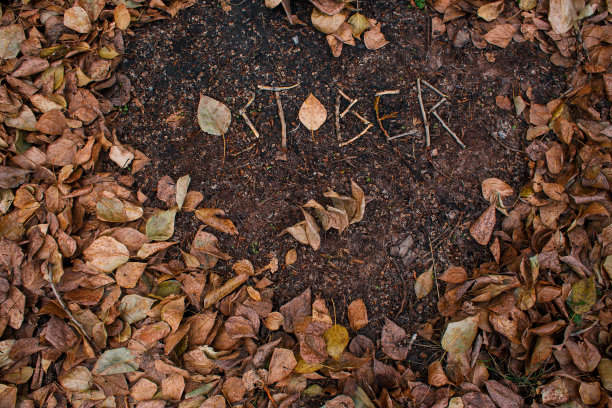 “十月”这个词是用干树叶写出来的。秋天,10月。日历图片下载