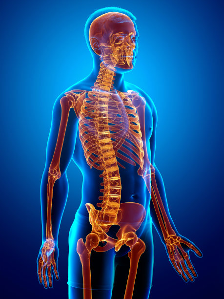 3d渲染，医学上准确的女性骨骼系统高光插画图片下载
