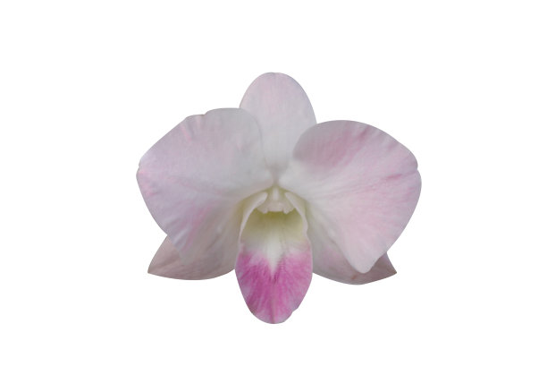 美丽的兰花与孤立的白色背景。图片下载