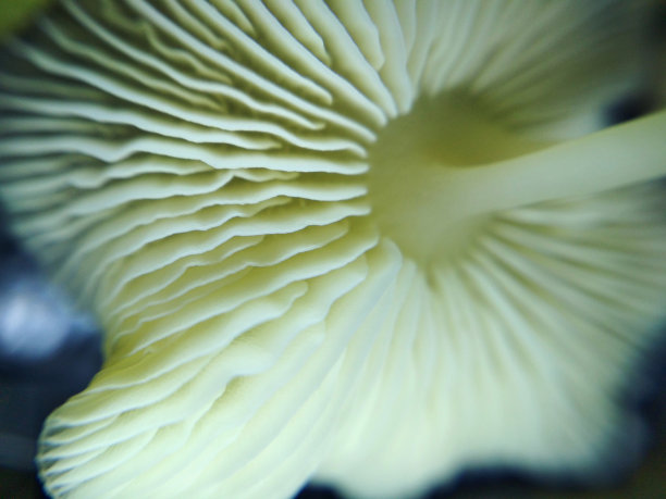 小蘑菇森林木材植物自然微距照片图片下载