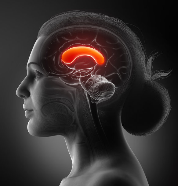 3d渲染医学上准确的女性大脑解剖图- FRONT CORPUS图片下载