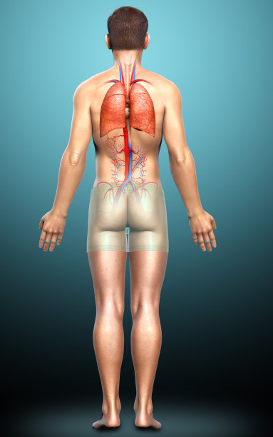 3d渲染，医学上准确的男性肺解剖的插图图片下载