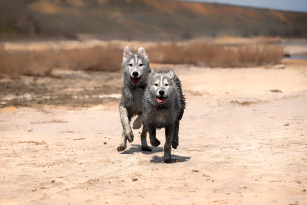 两只快乐的西伯利亚哈士奇在沙漠中奔跑。兄弟姐妹有非常脏和湿的灰色和白色的皮毛。表面是棕色的沙子，粘土。背景有一些干燥的植物和绿色植物图片下载