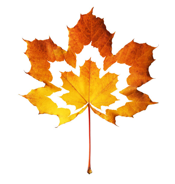 橙色的秋枫叶图片下载