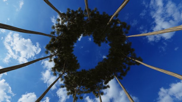 树桩照片树桩照片，早晨在森林中观赏树桩的风景，抬头仰望图片下载