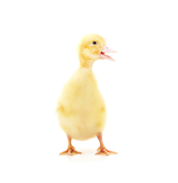 一个黄色的鸭子。图片下载