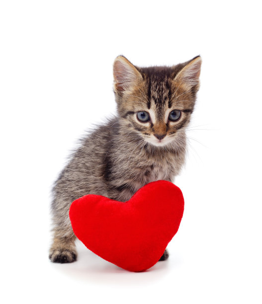 有一颗心的小猫。图片下载