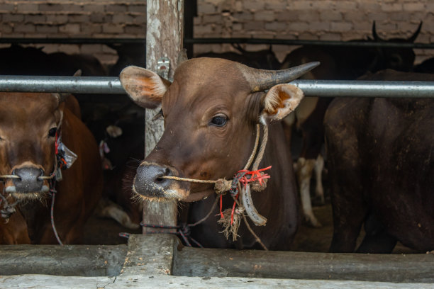 笼里的牛图片下载
