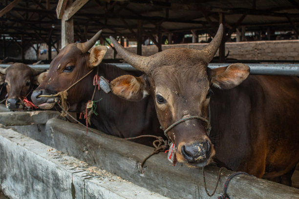 笼里的牛图片下载