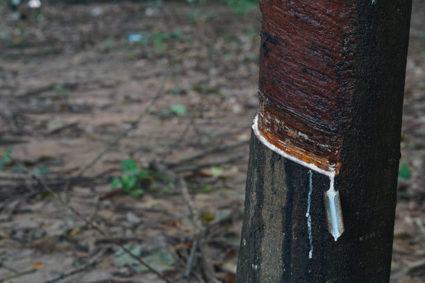 农业的橡胶流动。图片下载
