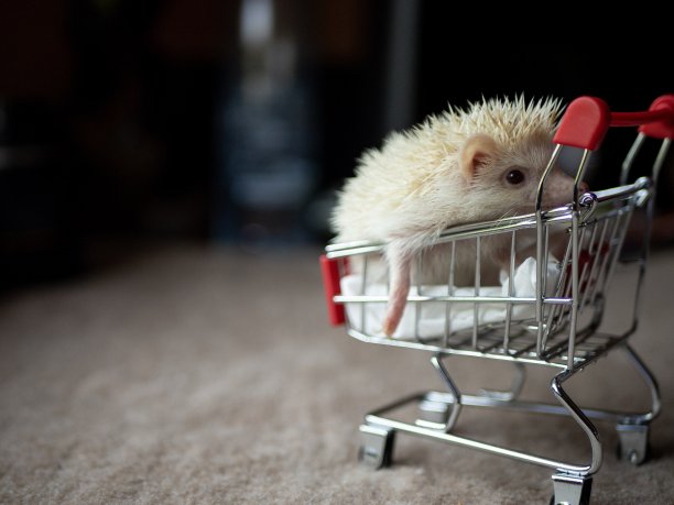 刺猬坐在购物车上网购的概念图片下载