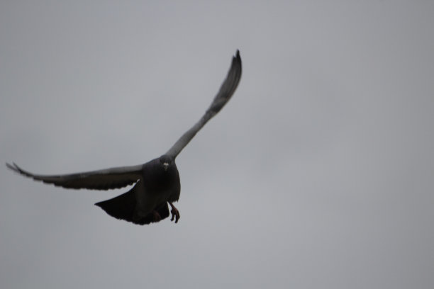 鸽子在飞行。图片下载