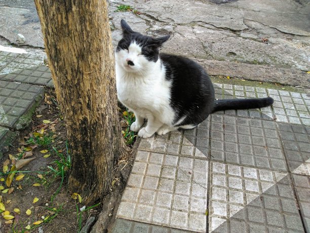 白猫和黑猫图片下载