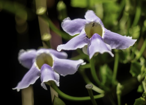 艺术品图片:五颜六色的花图片下载