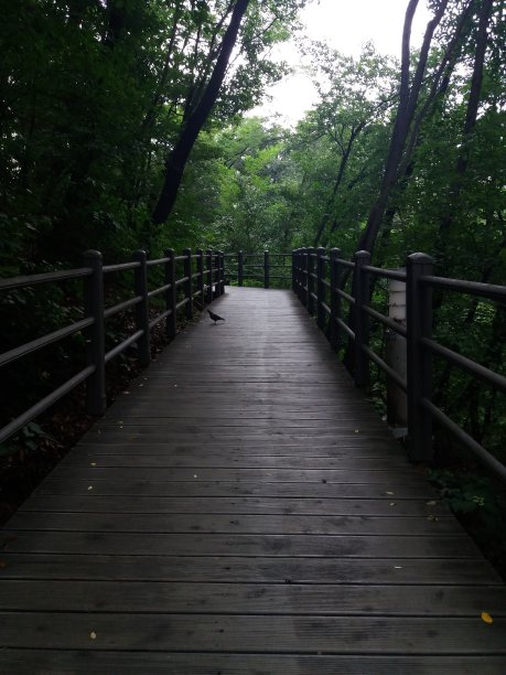 森林步道和山鸽。(2020年7月，韩国首尔)图片下载