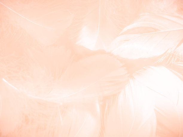 美丽抽象的橙色和白色羽毛上的白色背景，柔软的棕色羽毛纹理上的白色图案背景，黄色的羽毛背景图片下载