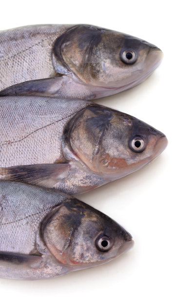 三条大鲢鱼。图片下载