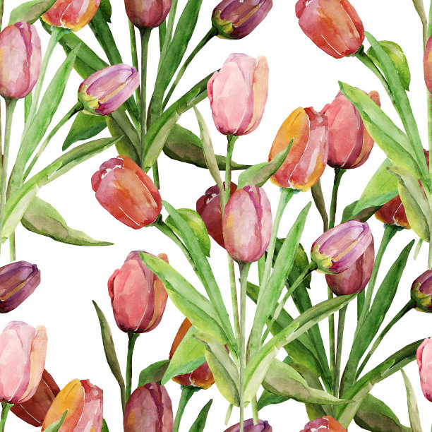 束郁金香图片下载