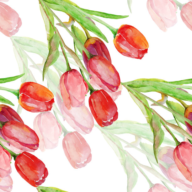 束郁金香图片下载