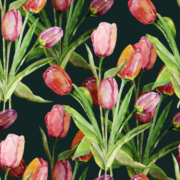 束郁金香图片下载