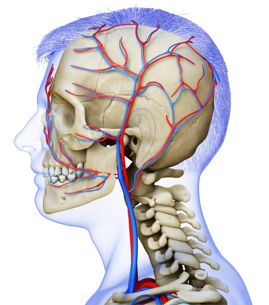 3d渲染医学精确的男性头部循环和骨骼系统的插图图片下载