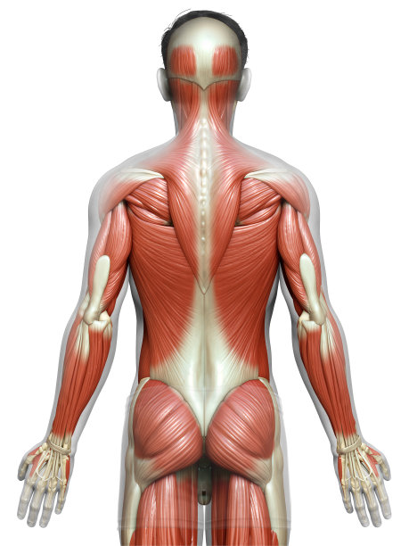 3d渲染医学上准确的男性肌肉系统的插图图片下载