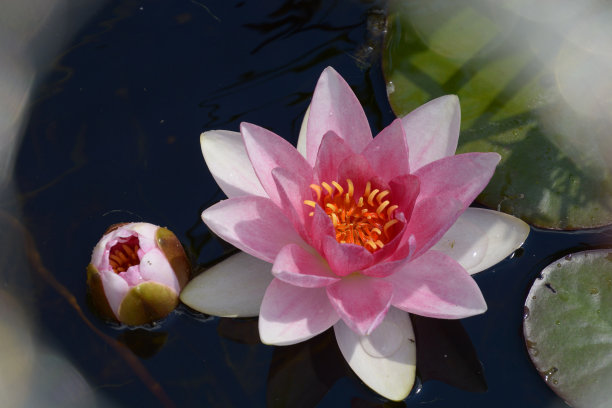 粉色的睡莲和散景模糊了夏天的背景图片下载