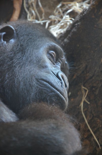 大猩猩-(大猩猩)图片下载