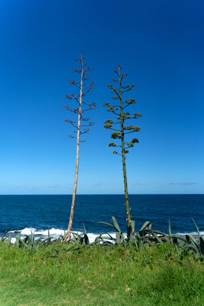 澳大利亚的海景图片下载