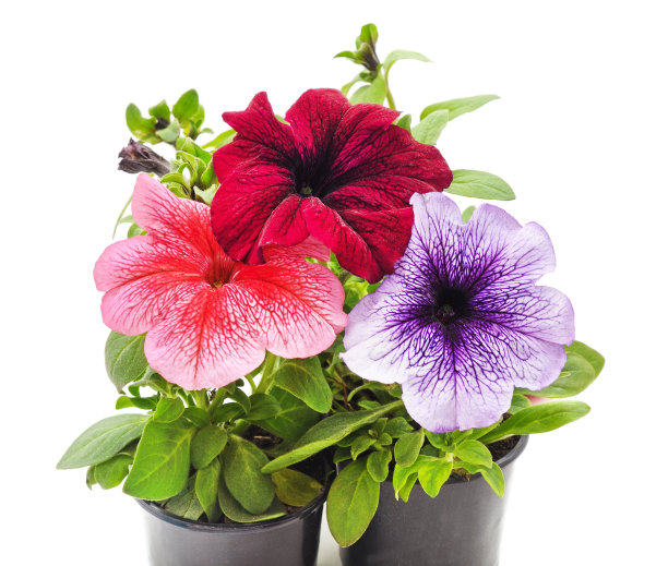 五颜六色的矮牵牛花在花盆里。图片下载