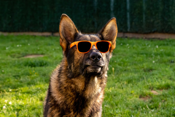 后院戴着墨镜的搞笑狗。图片下载
