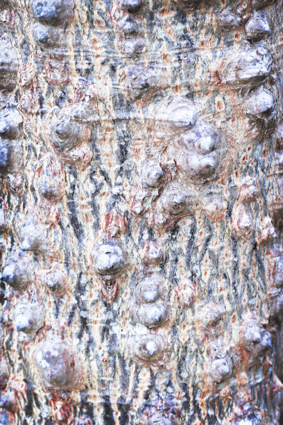 树干纹理与自然皮肤粗糙图案抽象背景图片下载