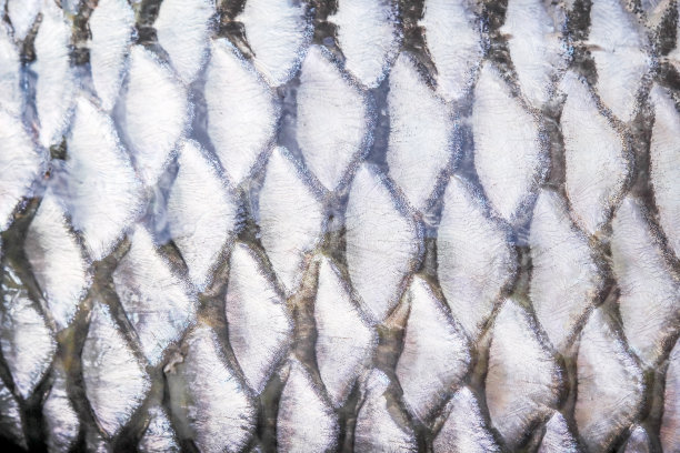 鱼鳞纹理常见银碳水化合物，自然动物皮肤图案抽象背景图片下载