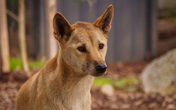 澳洲野犬肖像图片下载