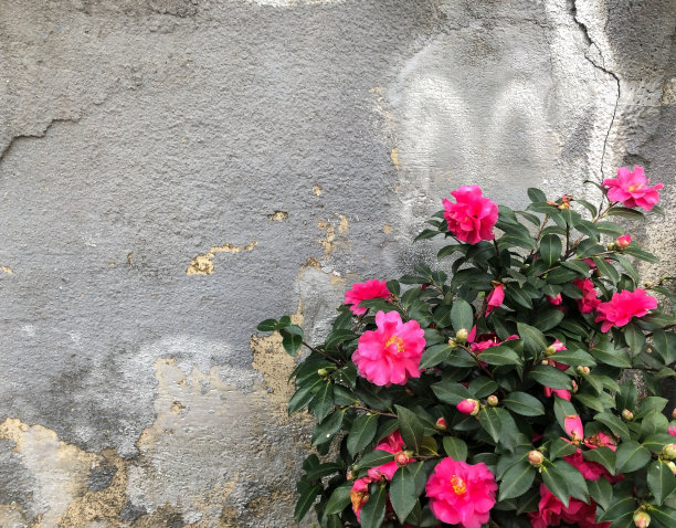 山茶花与旧外墙图片下载