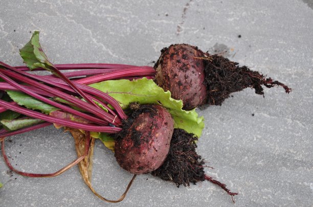 两根新鲜的甜菜根，带茎和泥土。后花园生产图片下载