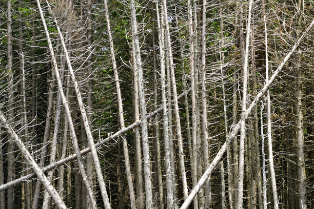 近距离观察秃松树的树干图片下载