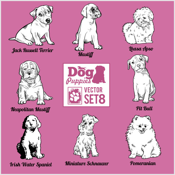 小狗狗-设置有趣的小狗狗宠物图片下载