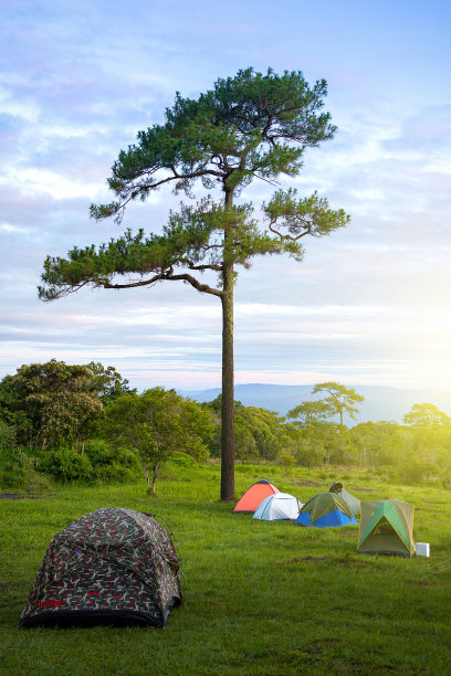 在森林里露营，在公园里露营。在松林下露营和帐篷。图片下载