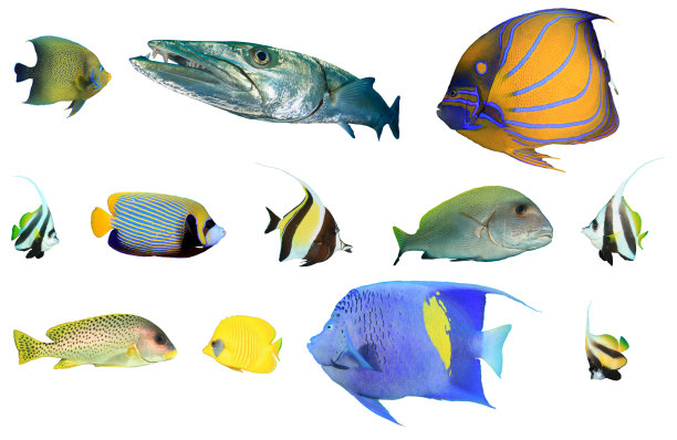 孤立在白色背景上的礁鱼图片下载