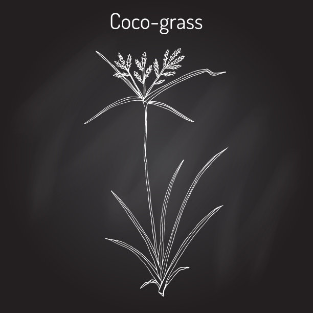 圆形香附草或紫色坚果莎草图片下载