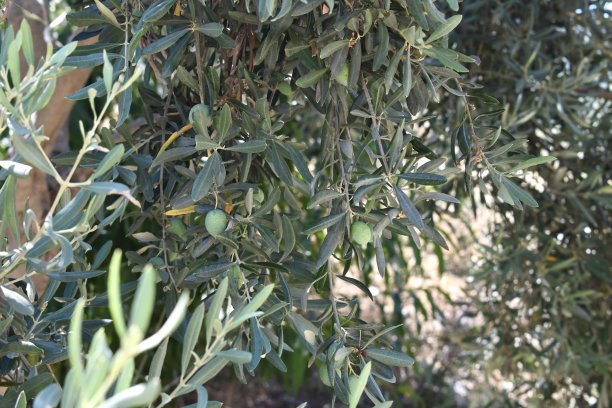 橄榄树图片下载