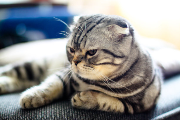 漂亮的宠物看起来很调皮。苏格兰折耳猫在下午玩耍。库存图片背景图片下载