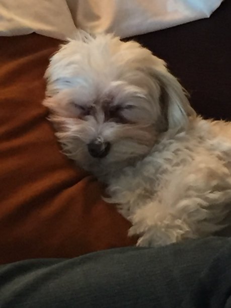 马耳他人睡觉图片下载