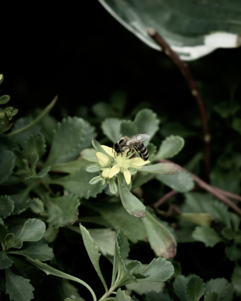 黄蜂在花上收集花粉图片下载