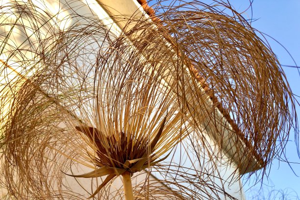 莎草纸莎草图片下载