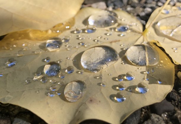 秋叶上的水滴图片下载