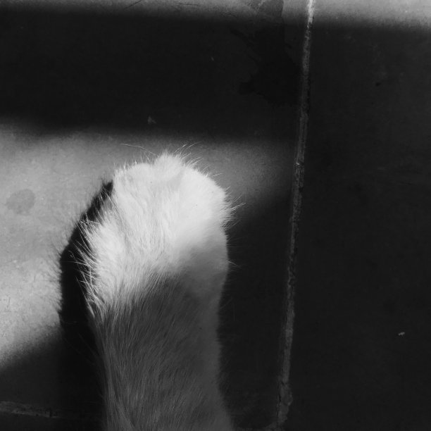 猫的手图片下载