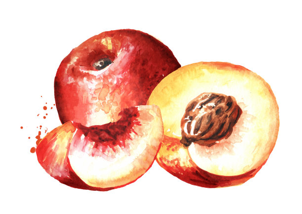 新鲜成熟的油桃切片。手绘水彩插图孤立的白色背景素材图片